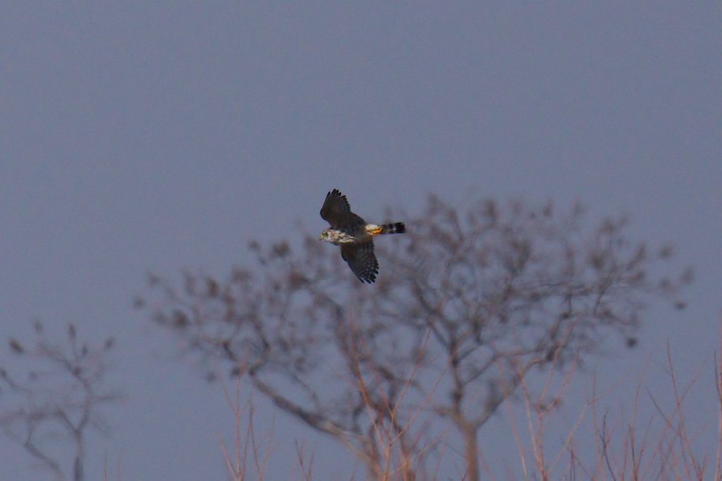 Merlin 2016-02-13_1.jpg